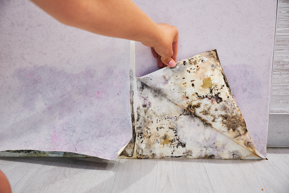 Mold inspector finds moldy wall paper