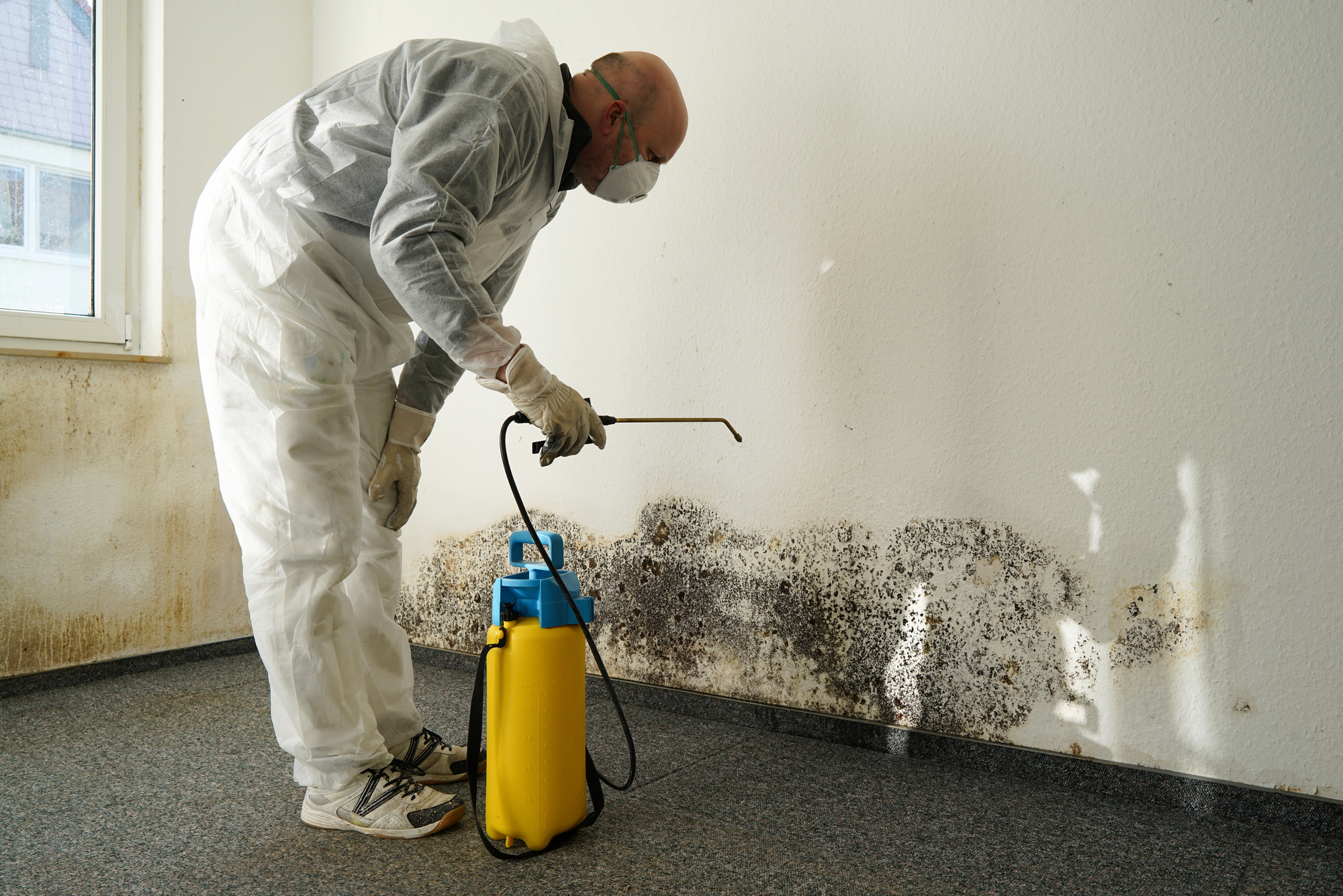 mold-remediation-florida Mold Remediation in Florida